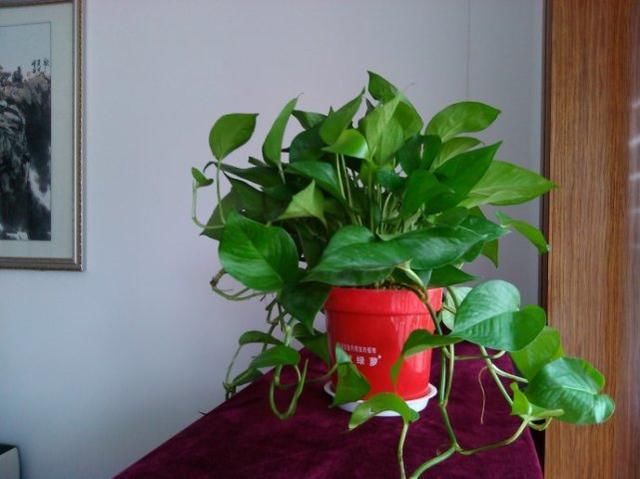 放一些啤酒在养花中的妙用,让花卉更加油绿光