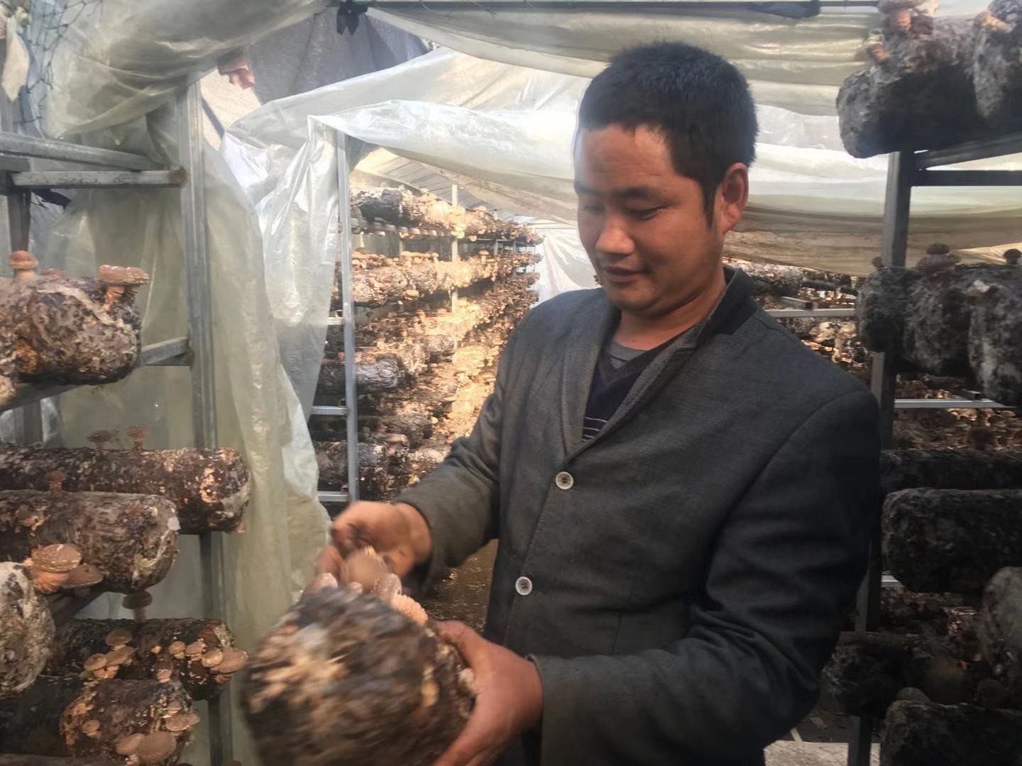西峡县桑坪镇 香菇丰收群众乐(图1) 西峡县桑坪镇 香菇丰收群众乐(图1)