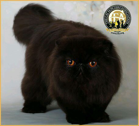 超萌喵星人大盘点:CFA承认的猫咪品种 超萌喵星人大盘点:CFA承认的猫咪品种