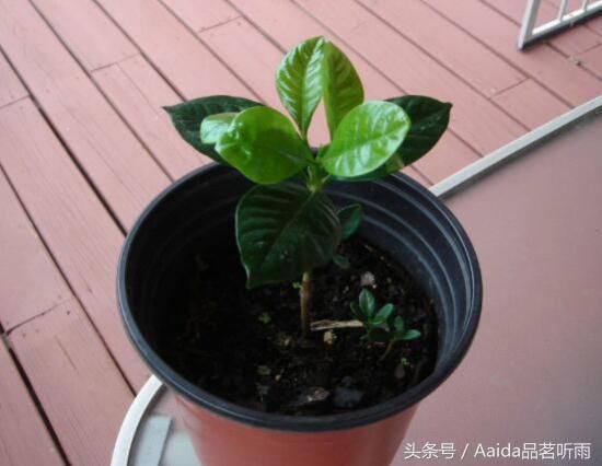 栀子花什么时候长花苞,栀子花不长花苞怎么办