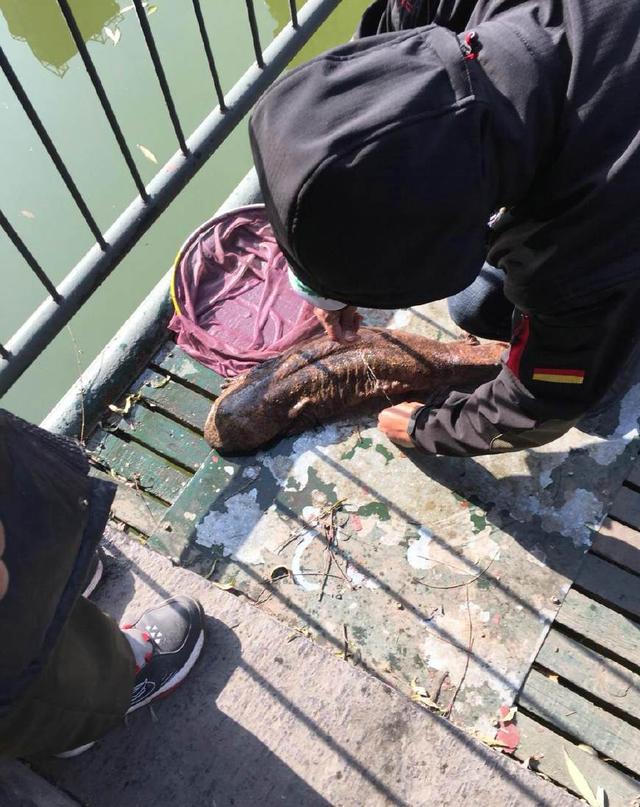 深山古鱼种,藏身闹市公园湖,长到一米长,市民钓起
