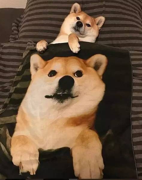 一只很喜欢睡觉觉的萌柴,盖着被子露出小脚丫,萌化了!