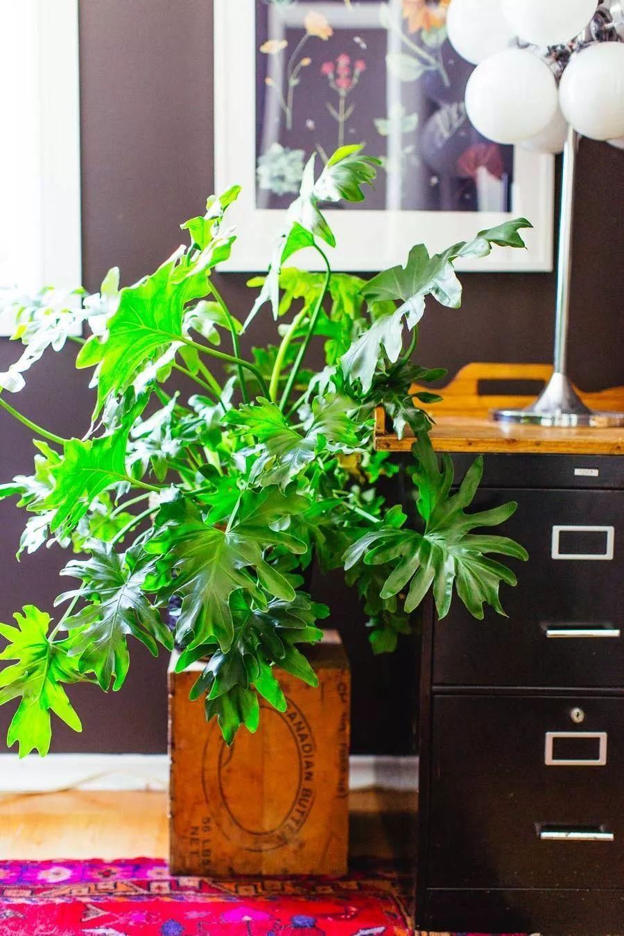 7种适合四季养在室内的热带植物,新手也养不死的盆栽-北京时间