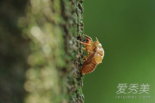 蝉蛹能吃吗 蝉蛹怎么吃