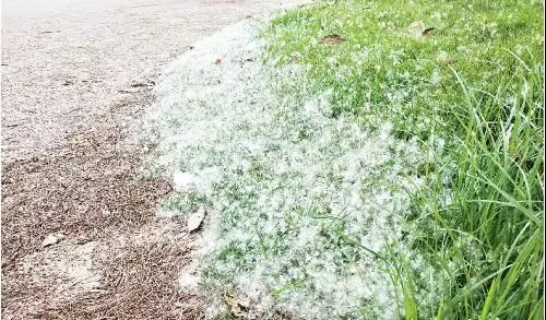 柳絮,杨树毛?城区漫天飞絮都是啥,如何防过敏