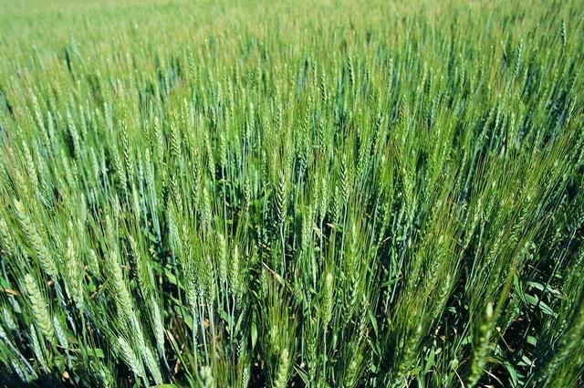 每日粮油:2018年新小麦即将收割上市 农民怎样