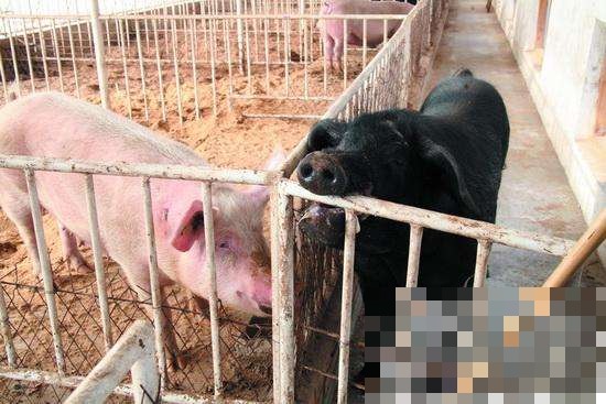 墨西哥农夫喝醉与猪"打架" 遭咬伤下体身亡_北京时间