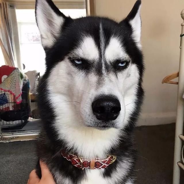 盘点世界五大傻狗,二哈毫无疑问,最后一个出人