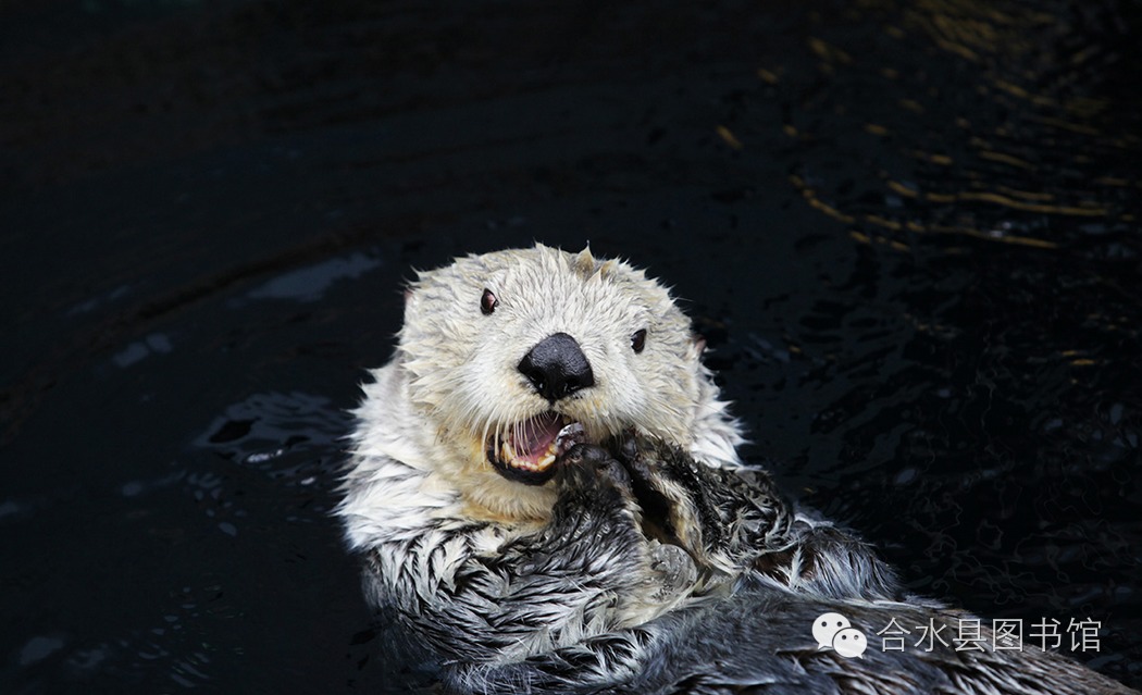 海獭的石头 海獭的石头