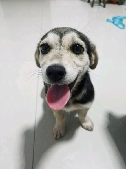 领回家的狗狗竟然把主人的拖鞋扔进了马桶,女