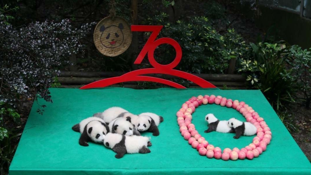 萌化！7只新生大熊猫这样“表白”祖国