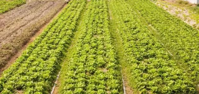 中国人种菜天赋爆发,沙漠南极只要我们愿意,哪