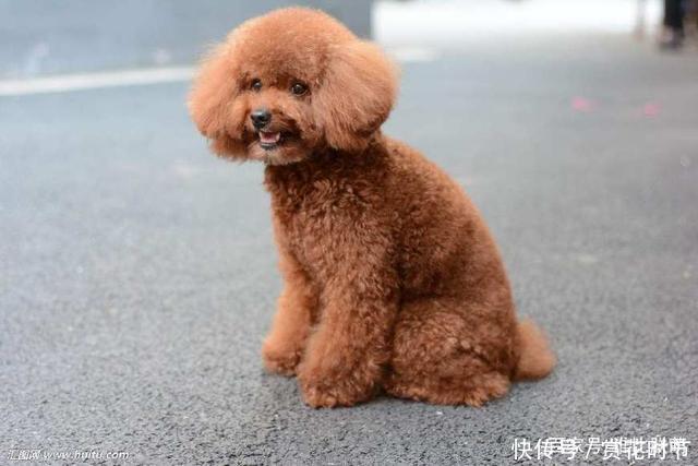 十大最适合家养的狗狗排行,你的家里最适合养