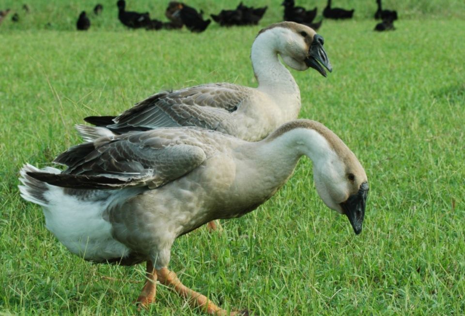 科技大佬争当农民:马云丁磊养猪、刘强东养牛