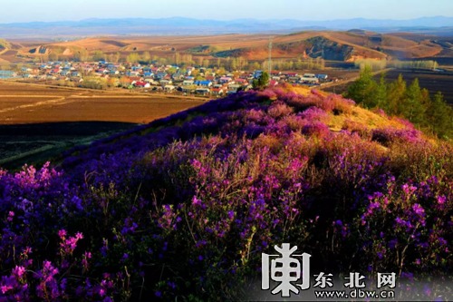 徜徉杜鹃花海 漫步北国之春 徜徉杜鹃花海 漫步北国之春