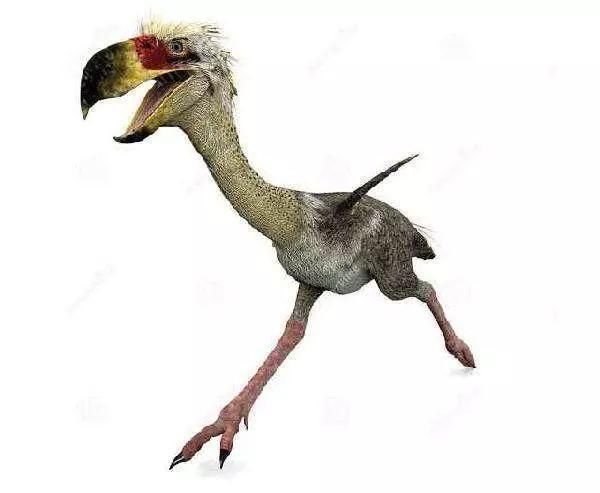 恐怖鸟身高达 3米,体重 400公斤,是一种不能飞翔的鸟类,这个现已灭绝