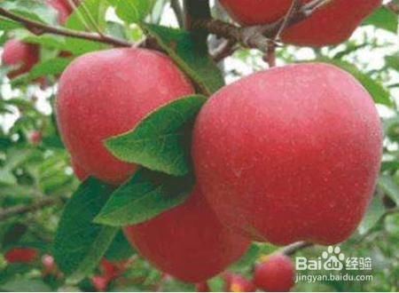 盆栽苹果既是盆景又还可以吃自己种的苹果