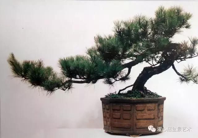 盆景之配盆, 也是一门学问, 快来聆听谢荣耀老师谈盆景的配盆