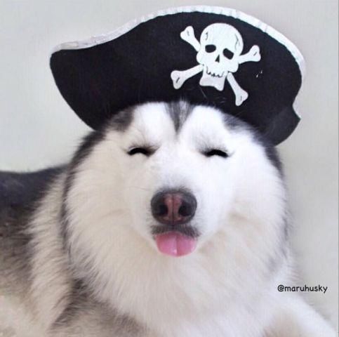 可爱表情,超级蓬松的毛毛状态以及乖巧的行为现在已经成为"二哈界"的