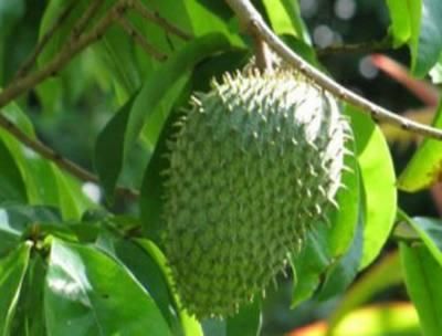 这个是啥水果呀?长在树上像榴莲,口感香甜似酸
