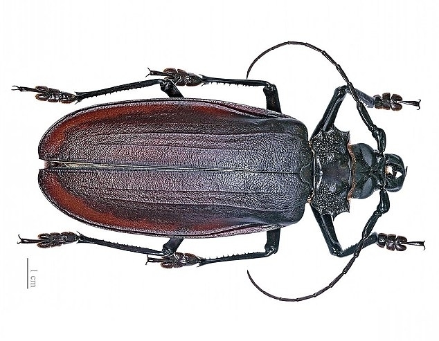 盘点了一些世界上最大、最重、最长和最强壮的昆虫，令人望而生畏，其中大多数是来自亚洲、北美洲和澳大利亚的巨型甲虫、蜘蛛、蝴蝶、飞蛾等，比如比老鼠重、可以用两个爪子掰断一根铅笔、可以当宠物养的甲壳虫。虽然它们外表有些吓人，但大多数都不会主动攻击人类。