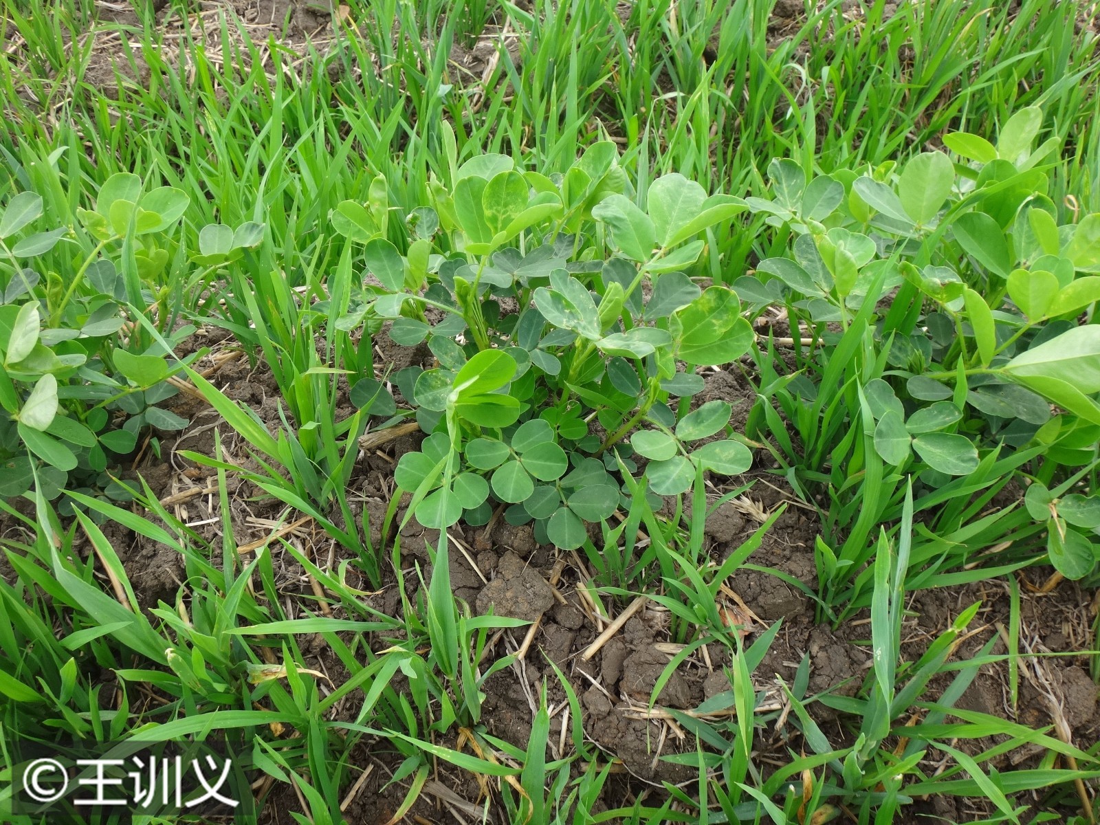 收割机漏粮农户受损 花生地里长满麦苗