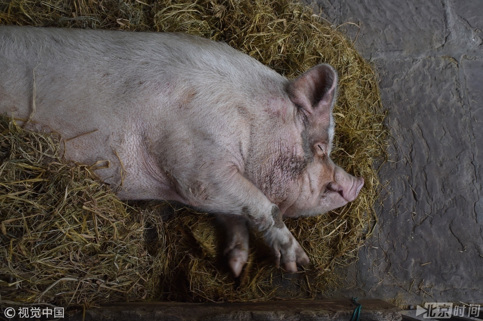 汶川地震"猪坚强"命运受关注 未来可能会被制成标本