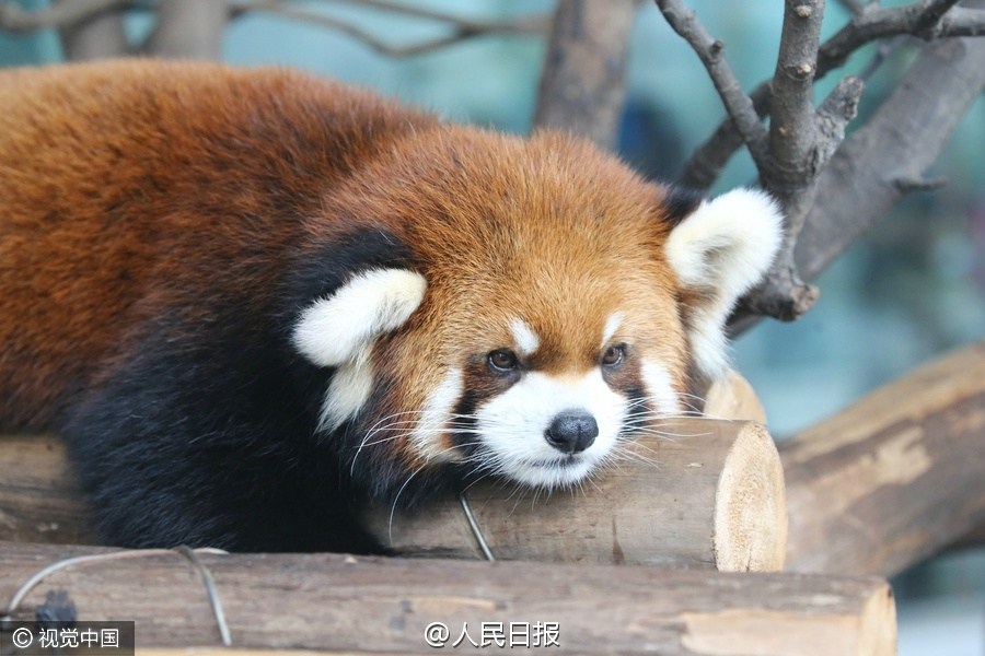 过路的游客戏谑：葛优瘫，葛优瘫，葛优瘫完大熊猫瘫；大熊猫瘫，大熊猫瘫，大熊猫瘫完小熊猫瘫！网友：是想到明天的我。