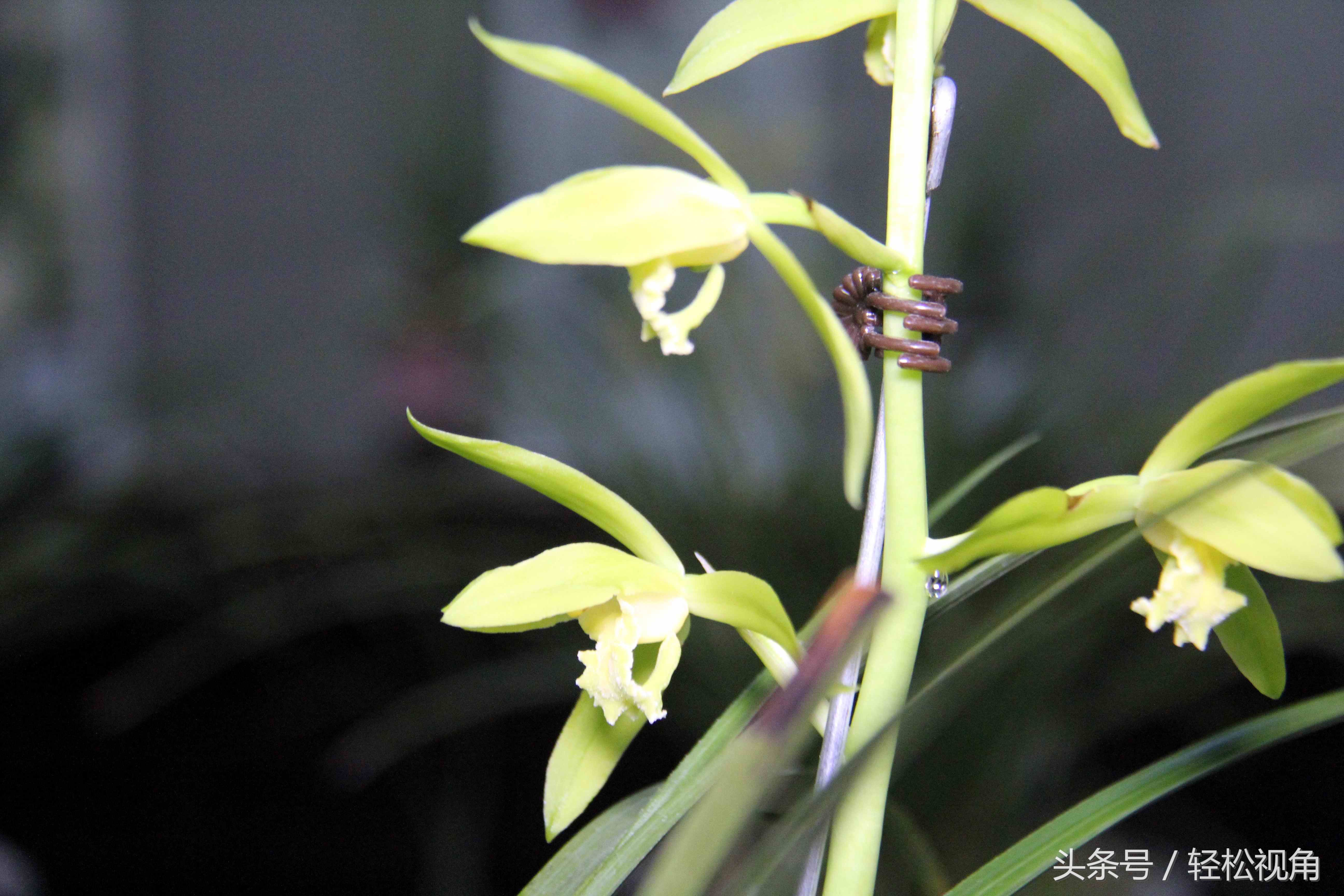 安徽芜湖首届蕙兰展上这五盆花夺得金奖,盆盆都值万元以上!