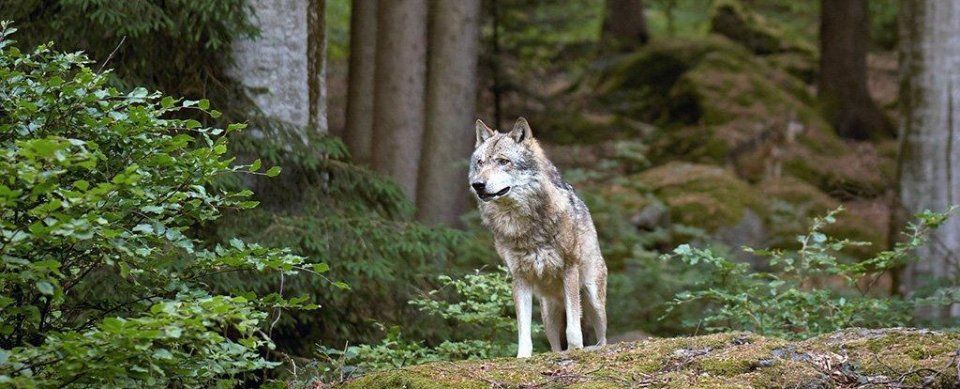 科学家首次发现切尔诺贝利核辐射禁区跑出一头