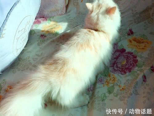 短尾麒麟猫是目前人类已知的猫中最聪明的一种