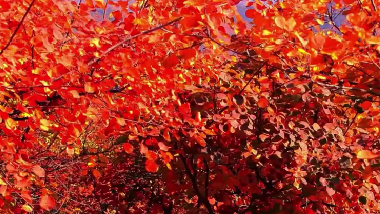 香山红叶不是“枫叶”??秋天的红叶都是啥 香山红叶不是“枫叶”??秋天的红叶都是啥