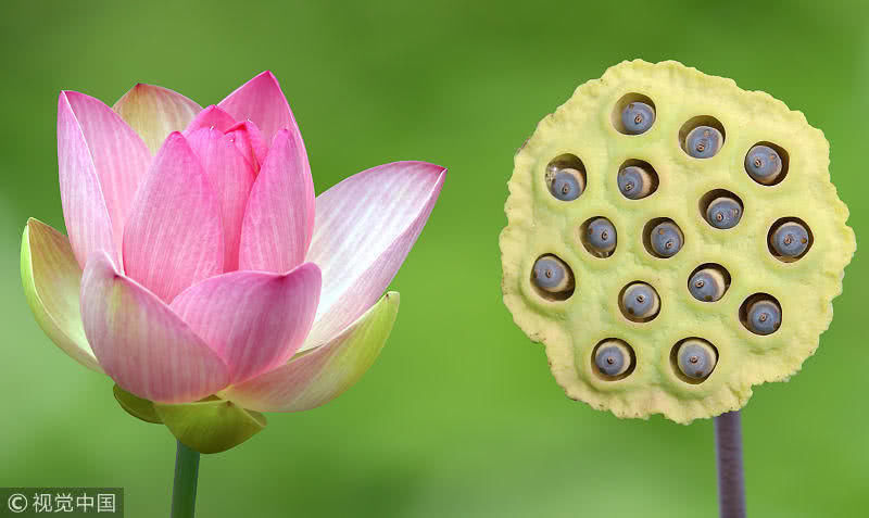 睡眠不好试试这些中草药,代茶饮、外用都可以