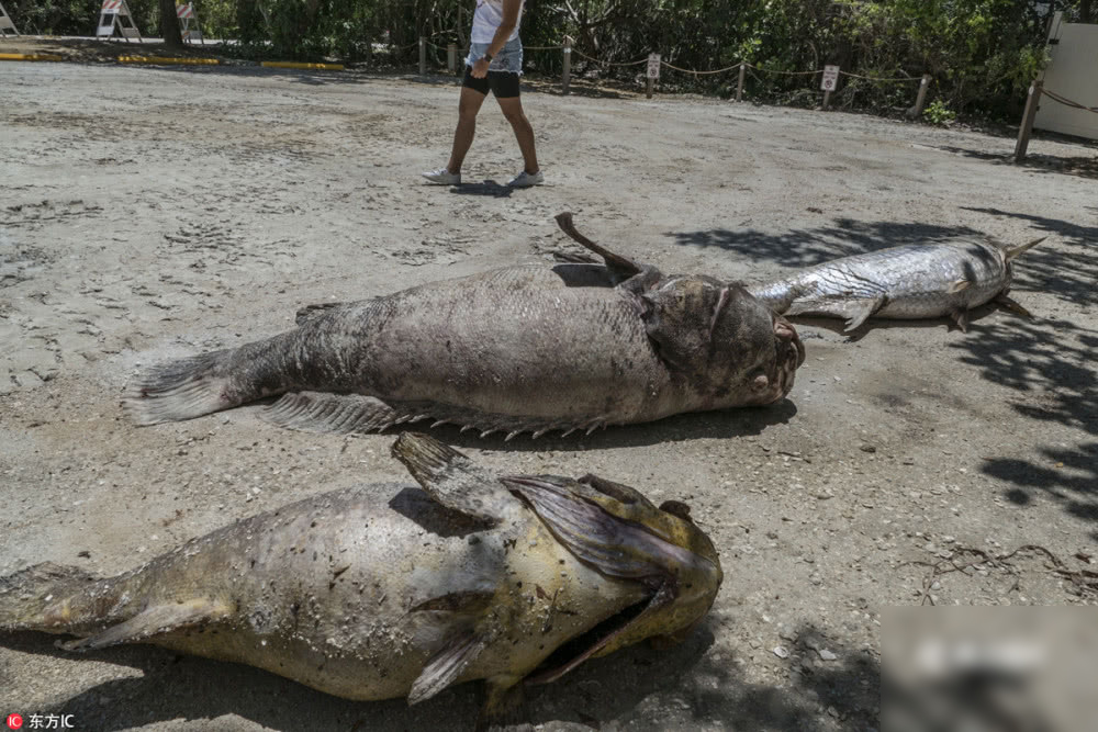 美国海边惊现大量巨型死鱼