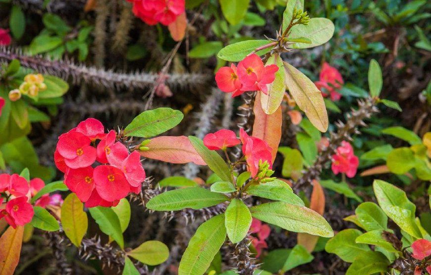 虽然刺蓬花常被当做盆栽观赏植物,但是一定要注意一点,如果刺蓬花的树