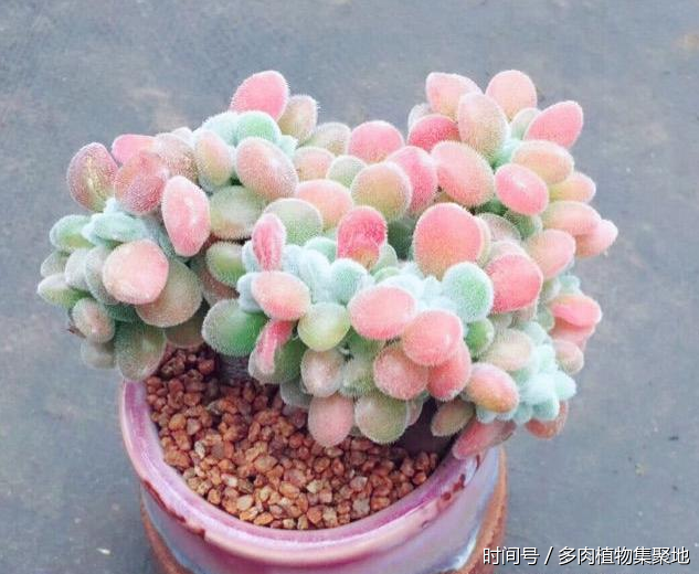 多肉植物土壤搭配 t01cdf4fad4b9498bd0.png?size=633x520