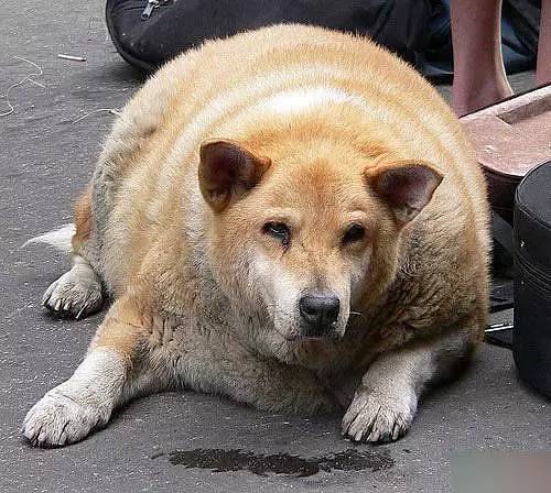 最胖的中华田园大黄狗