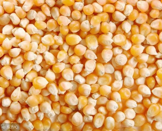 持续干旱宣告2018年玉米铁定减产年底前后玉