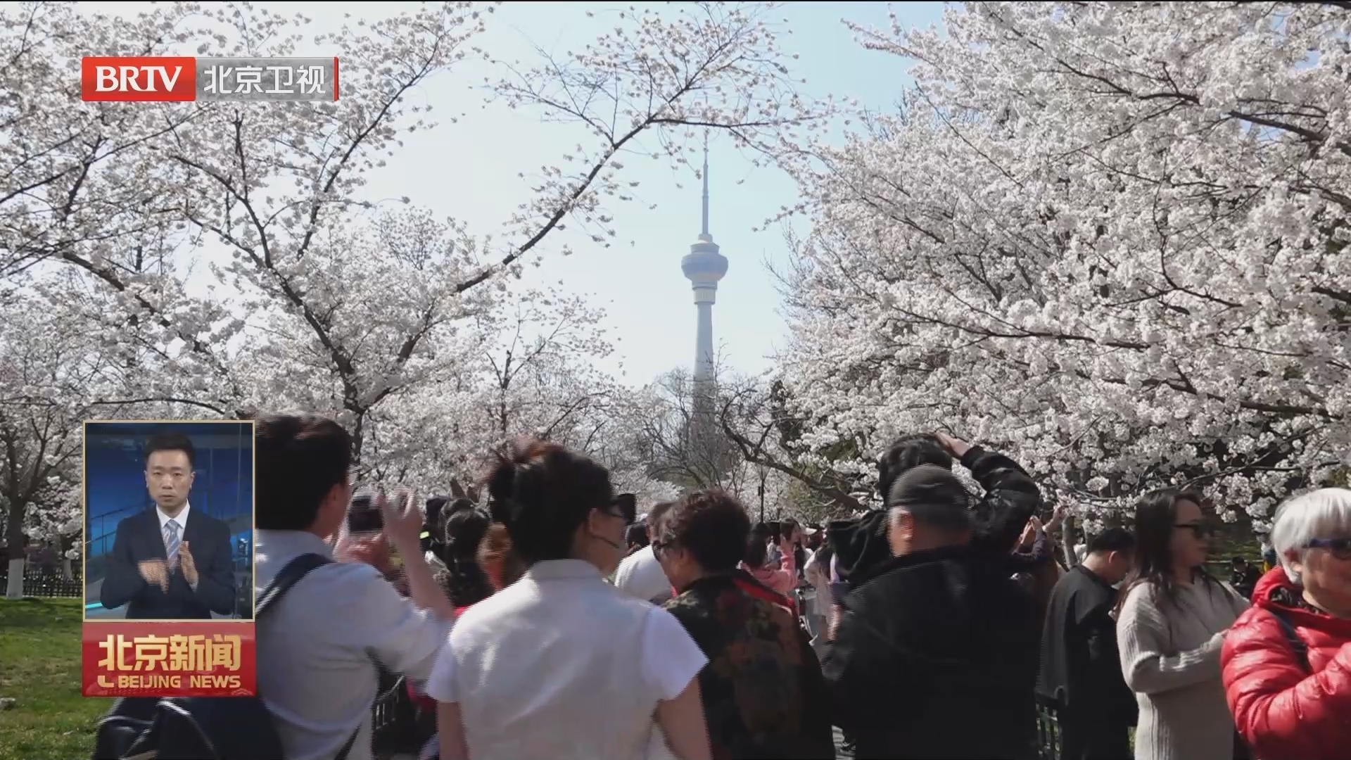 行走在春天里|双休日11万人次玉渊潭赏樱花 行走在春天里|双休日11万人次玉渊潭赏樱花