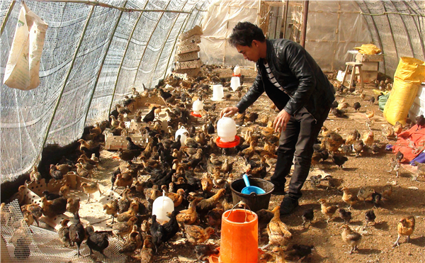 威宁:90后"鸡司令"回乡养鸡创业发家致富