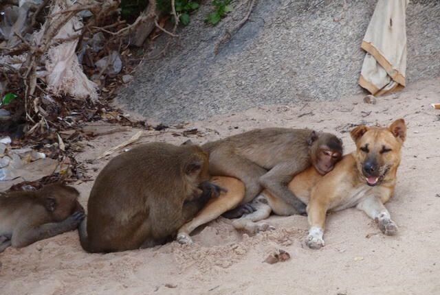 泰国景点猴子称王,下山欺负游客居民,不给它们