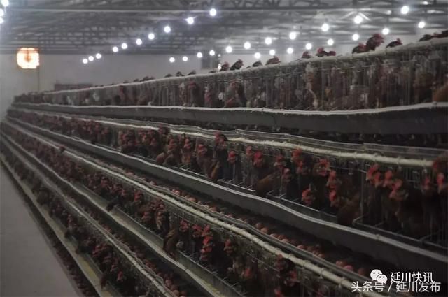 延川人大风采丨马世礼 啄出致富路 唱好脱贫曲