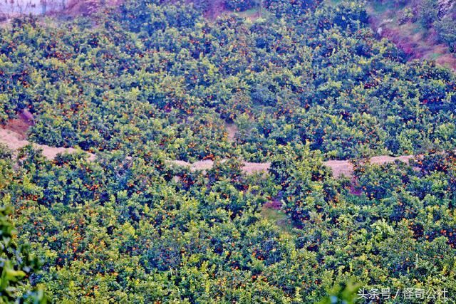 湖北秭归:家庭农场种脐橙年收入百万 观光采摘