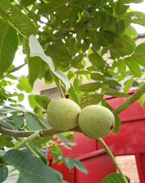 晒晒我的北京郊区四合院,下雪像故宫,最喜欢