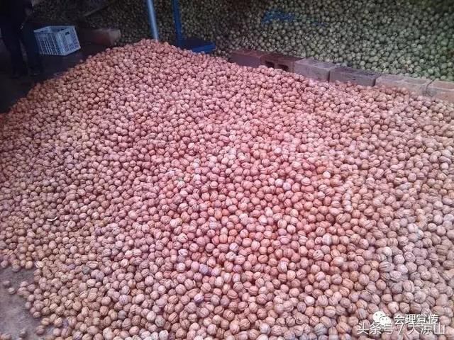 竹箐乡核桃基地、盐源县兴丰核桃专业合作社获