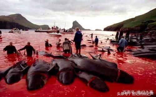 利欲熏心!日本人捕杀鲸鱼,连国际都管不了?!