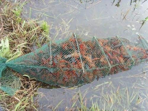 国产捕虾神器牛掰!往水里一放,龙虾自动排队