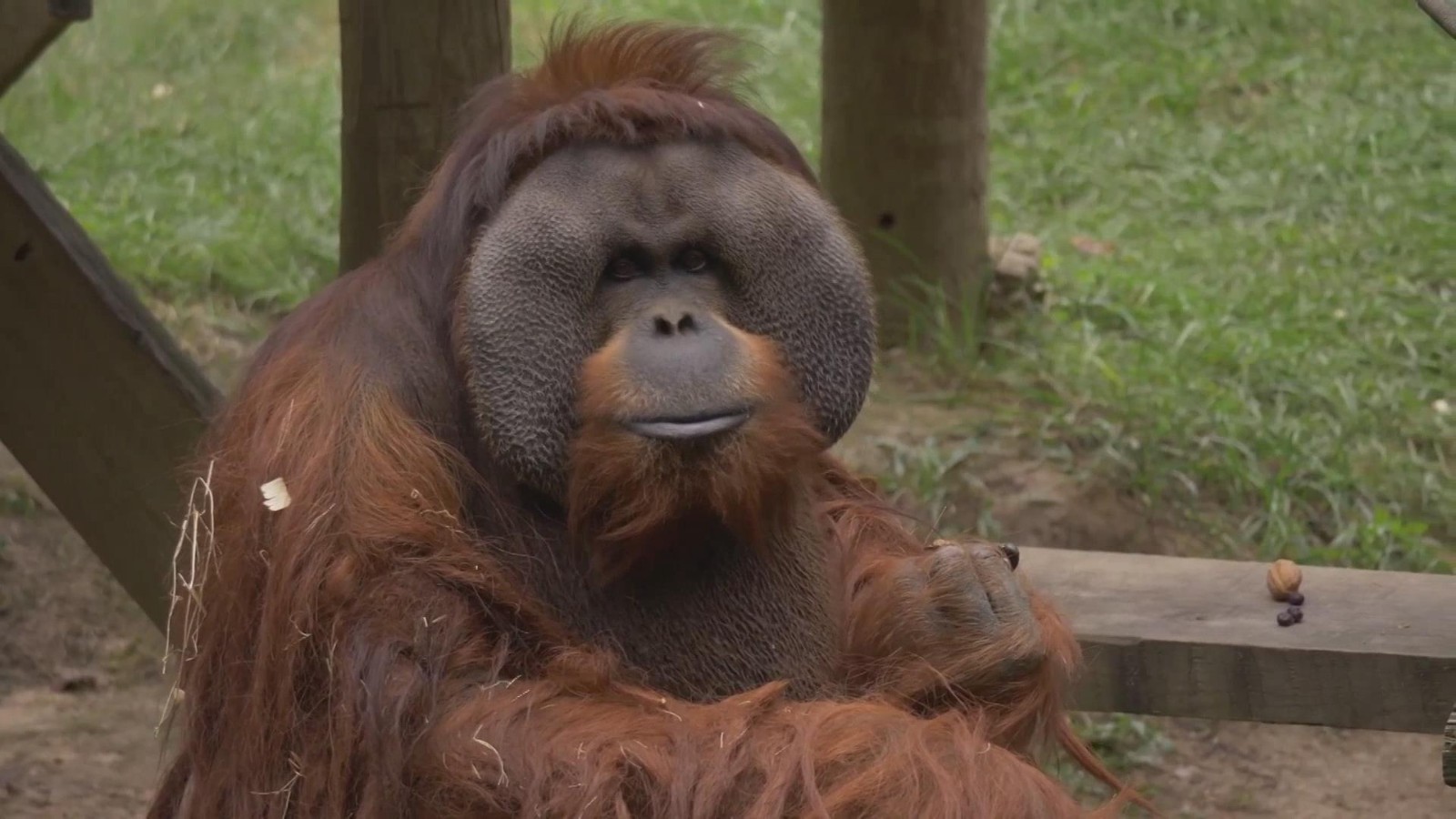 北美最长寿雄性红毛猩猩迎来45岁生日 北美最长寿雄性红毛猩猩迎来45岁生日