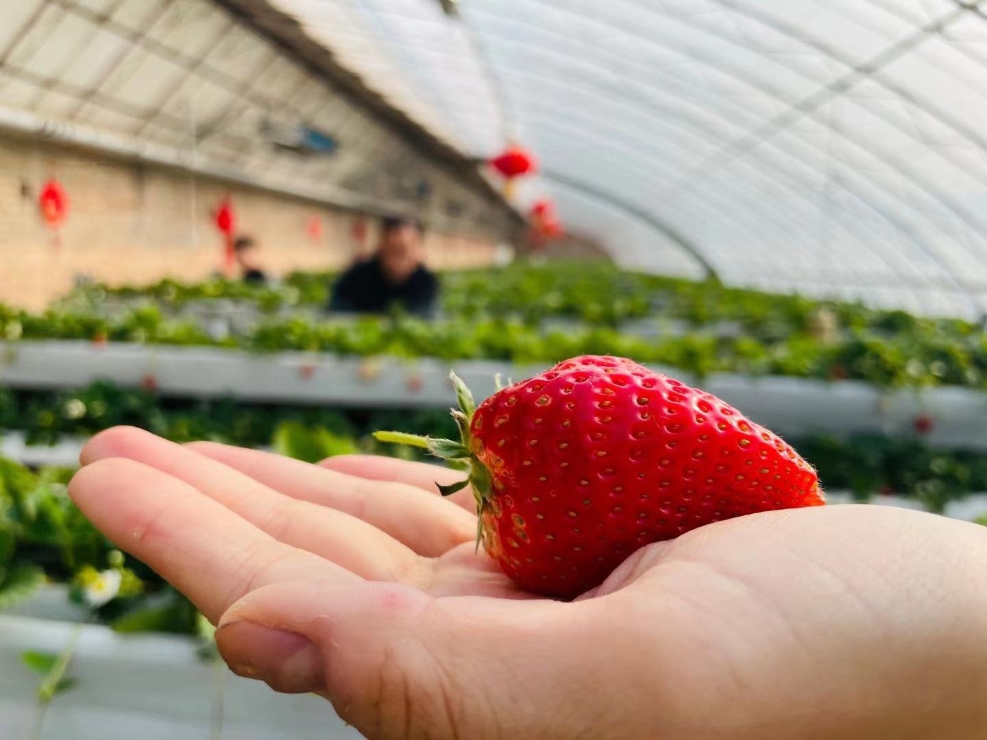 北纬40度的“甜”！“昌平草莓”为啥站农业C位？深度揭秘！_北京日报APP新闻