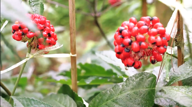 越南人参,你见过吗? 越南人参,你见过吗?